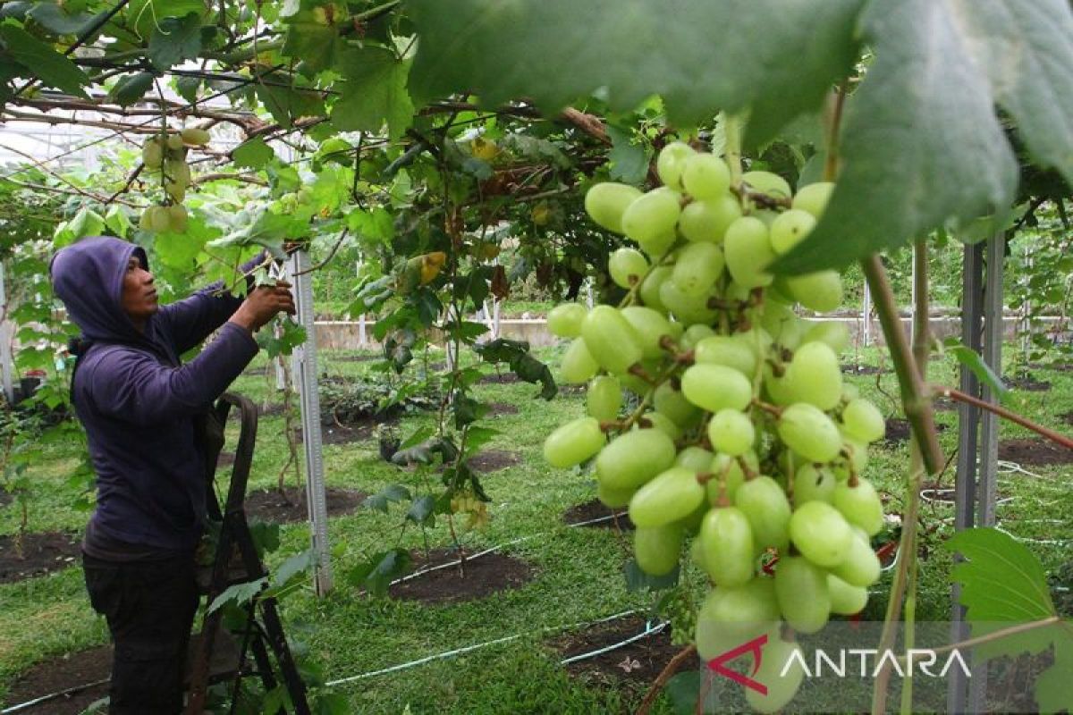 Kemenkes kerja sama dengan Kementan respons isu anggur Shine Muscat